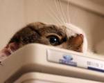Кошка на холодильнике
